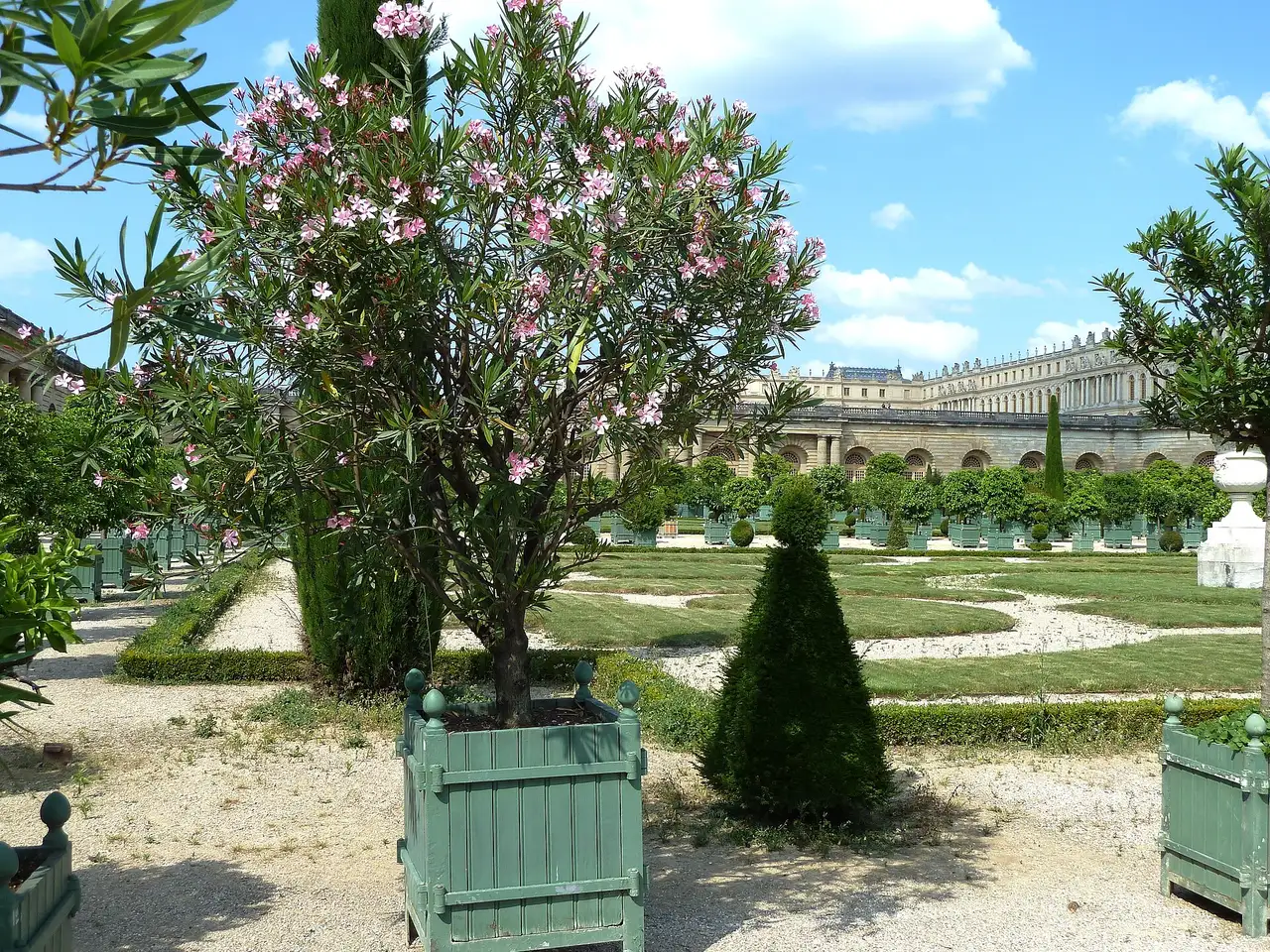 Oleander in bloom in a green wooden planter in the Orangerie parterre at Versailles, with clipped hedges and a wing of the Palace behind, under a blue sky